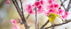 Japanese white-eye enjoying the sakura