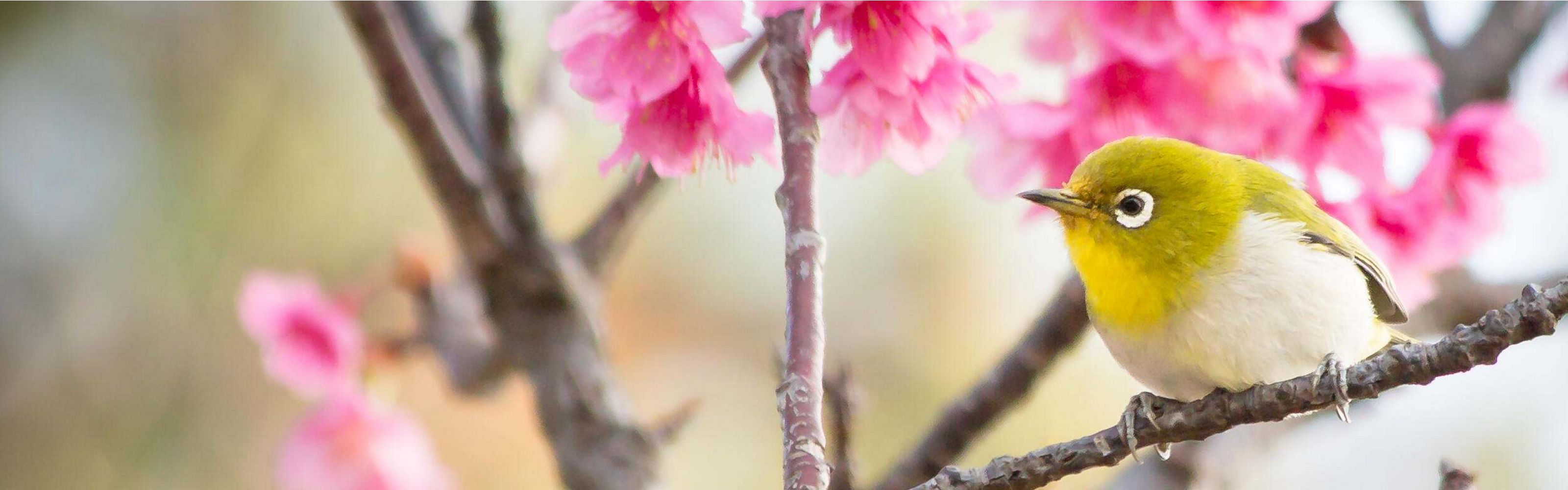 Japanese white-eye enjoying the sakura