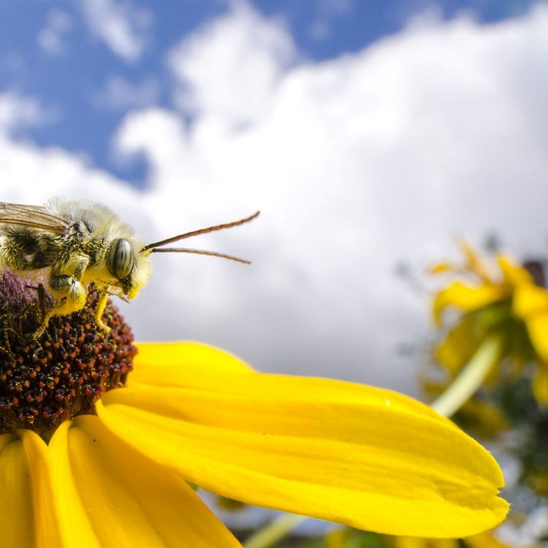 A bee on a yellow flower.