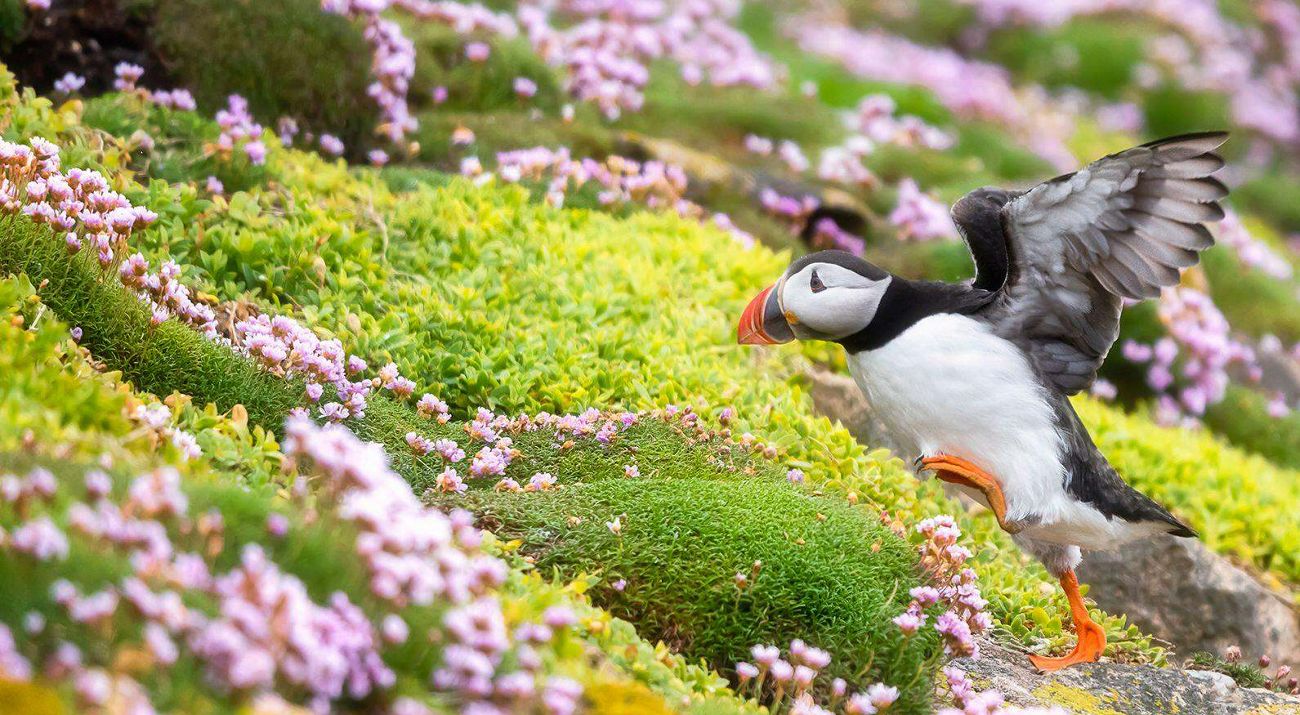 A puffin steps up onto a grassy mound amid a field of tiny pink wildflowers.
