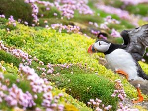 The runner // Atlantic Puffin photographed during spring visit to Saltee Island in South East coast of Ireland. Puffins arriving here every year for nesting. This particular one was moving up the cliff and looking beautiful surrendered by Sea Pinks flowers.