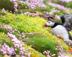 A puffin steps up onto a grassy mound in a field of small pink wildflowers.