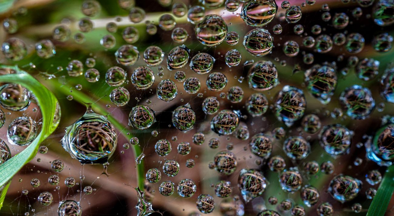 Closeup view of dozens of tiny drops of water in a spider's web, all reflecting the green leaves and brown stems of the plant in which the web lies.