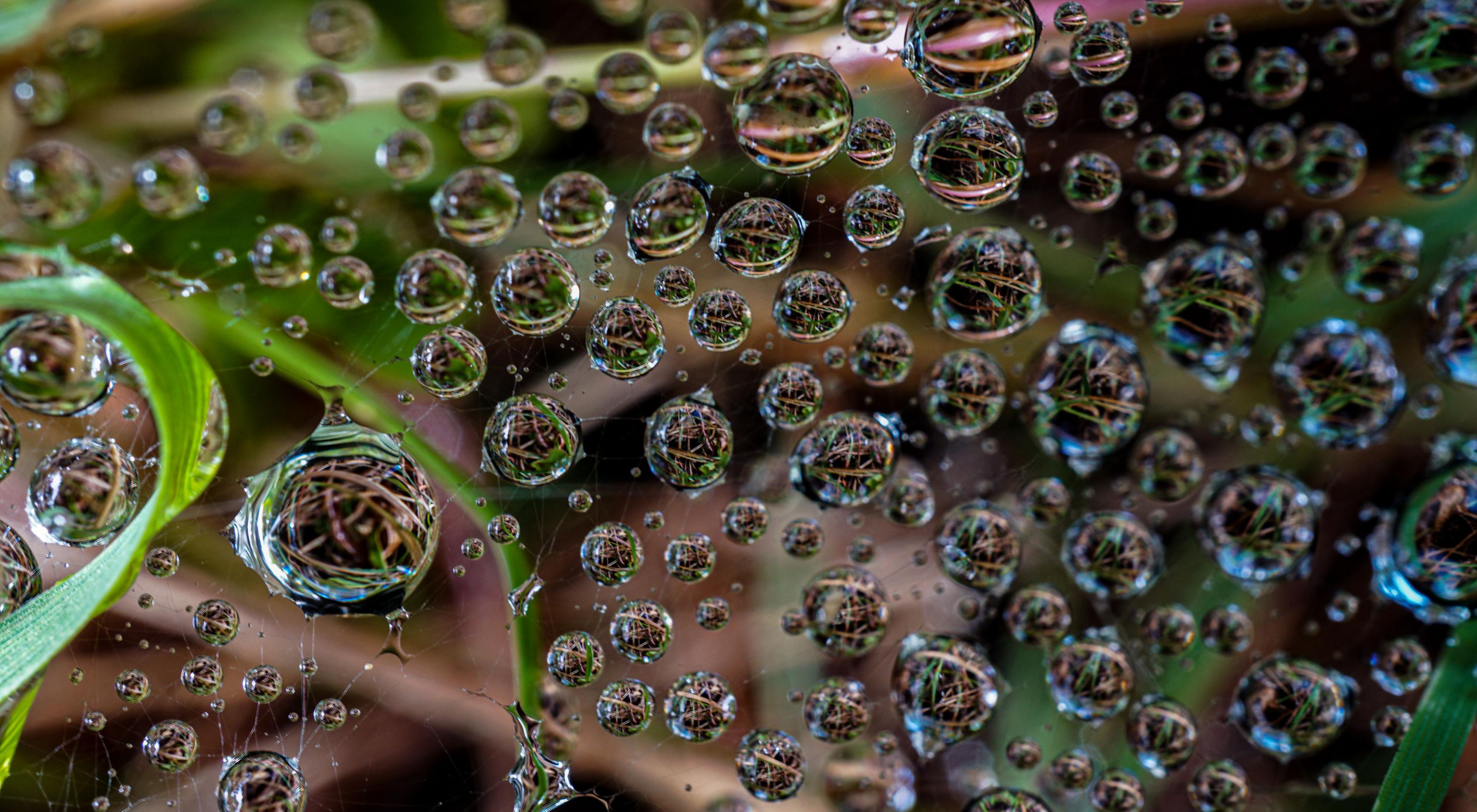Closeup view of dozens of tiny drops of water in a spider's web, all reflecting the green leaves and brown stems of the plant in which the web lies.