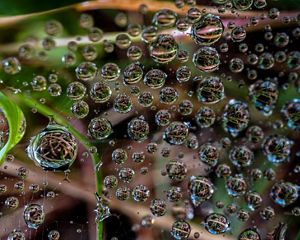 Primer plano de montones de gotas minúsculas de agua en una tela de araña, todas ellas reflejando las hojas verdes y los tallos marrones de la planta en la que se encuentra la tela.