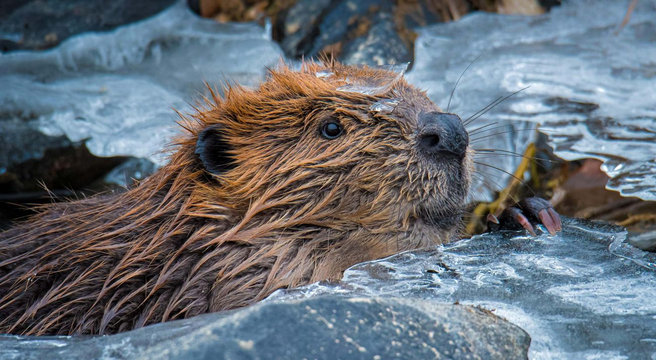 Closeup of a beaver in a frozen river leaning on a piece of ice.