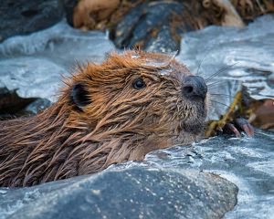 Closeup of a beaver in a frozen river leaning on a piece of ice.