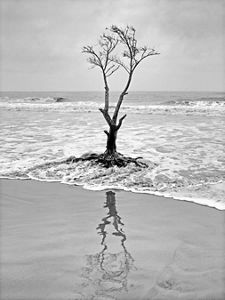 A black-and-white photo of a lone mangrove tree growing on a coast; ocean water surrounds its roots, and its reflection appears in the wet sand.