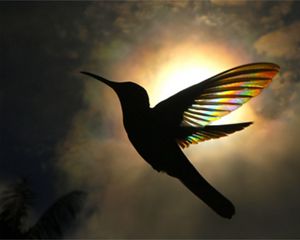 Sunlight penetrates the wings of a Black and White Jacobin hummingbird, revealing a secret of nature that cannot be seen with our eyes.