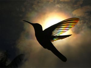 Sunlight penetrates the wings of a Black and White Jacobin hummingbird, revealing a secret of nature that cannot be seen with our eyes.