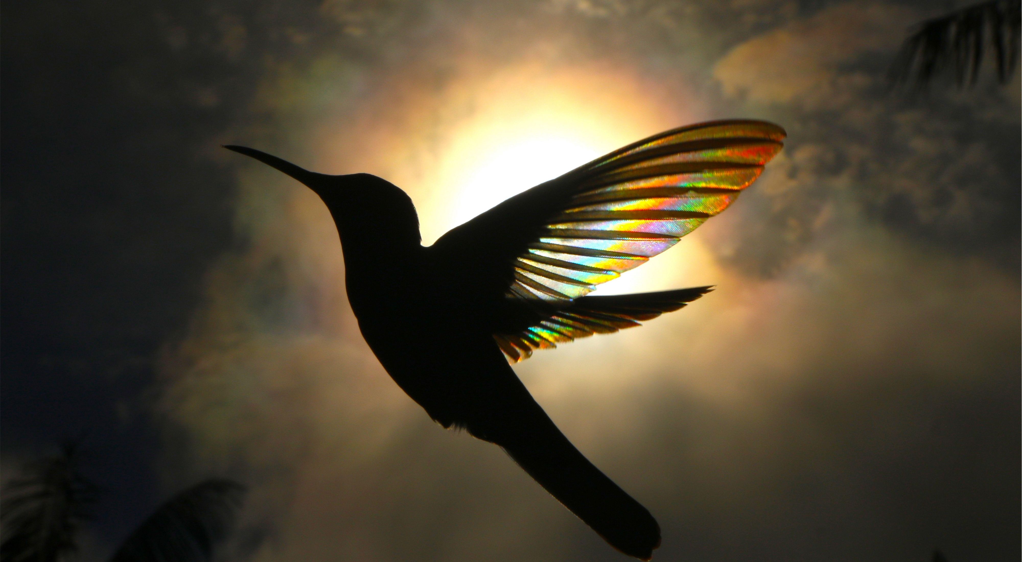  a silhueta de um beija-flor voando, com o sol brilhando através de suas asas criando um efeito de arco-íris