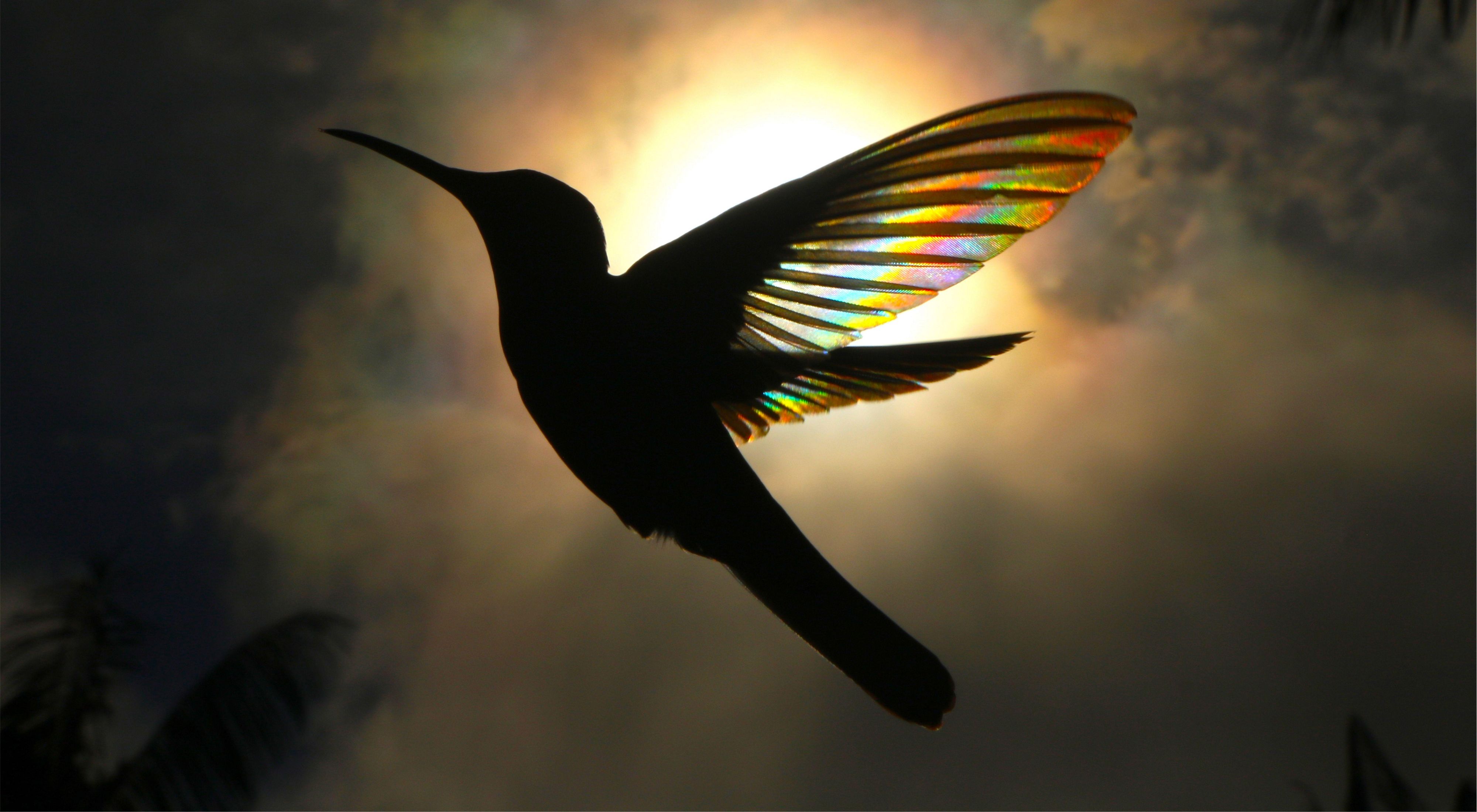 The silhouette of a hummingbird flying, with sun shining through its wings creating a rainbow effect.