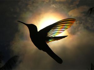 Photo of a silhouette of a hummingbird flying, with sun shining through its wings creating a rainbow effect.