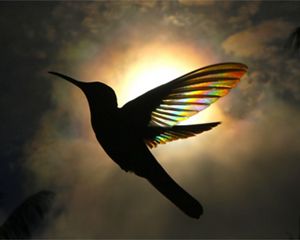 Photo of a silhouette of a hummingbird flying, with sun shining through its wings creating a rainbow effect.