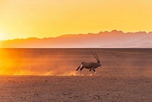 An oryx running across a flat expanse at sunrise with mountains in the distance. 