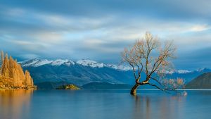  A lone willow tree grows in the middle of a lake; snow-capped mountains are in the distance.