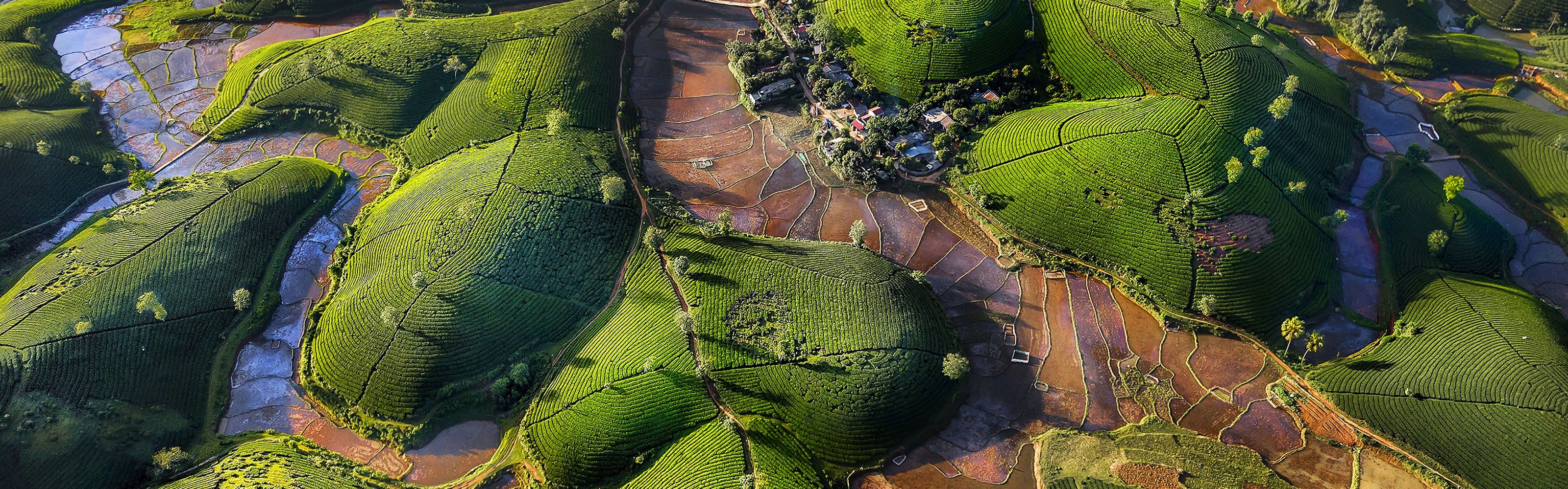 an aerial view of a hilly green tea plantation with high and low lying areas