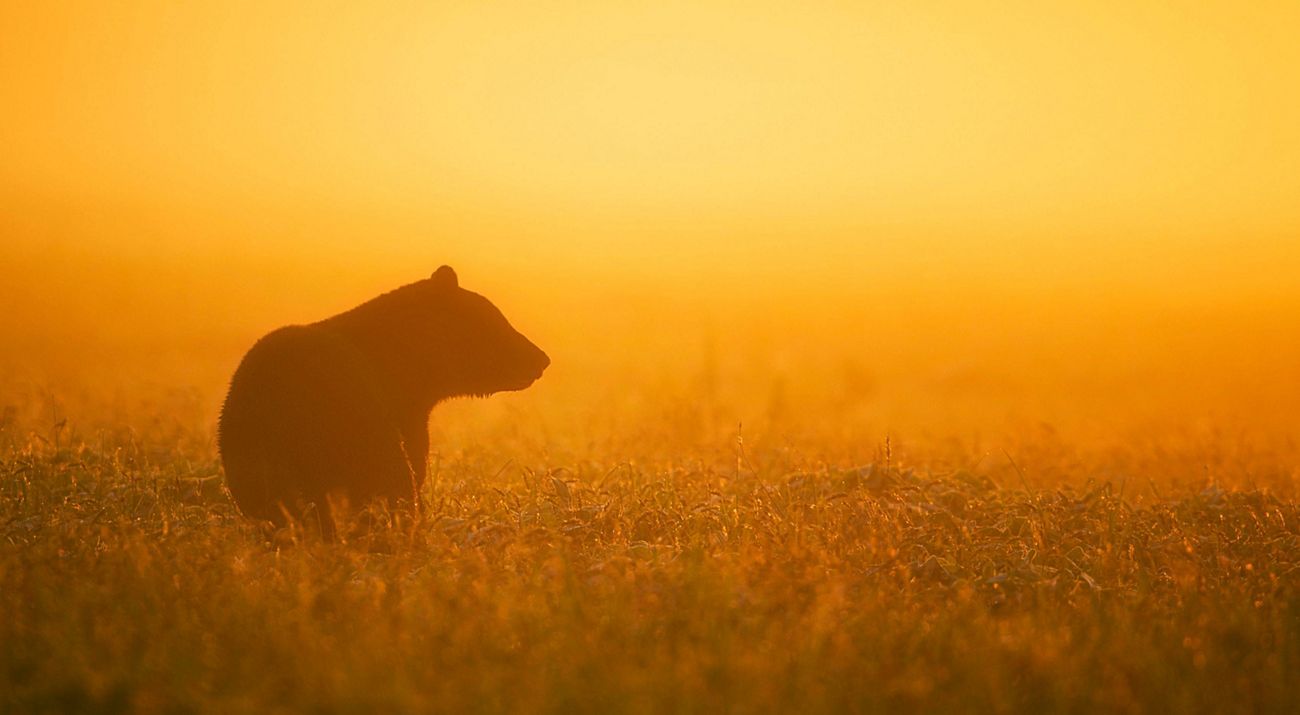 The silhouette of a black bear standing in grass and looking off into the distance, against an orange sunset.