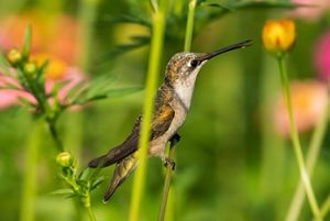 A hummingbird takes a quick break from feeding at West Point Lake in Georgia.