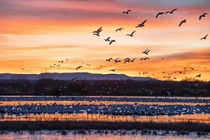 Snow geese at sunrise in New Mexico.