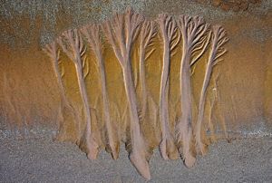 Aerial view looking down on a beach with lines of water that have formed what look like trees made of sand.