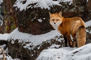 A red fox leaping in the snow. 