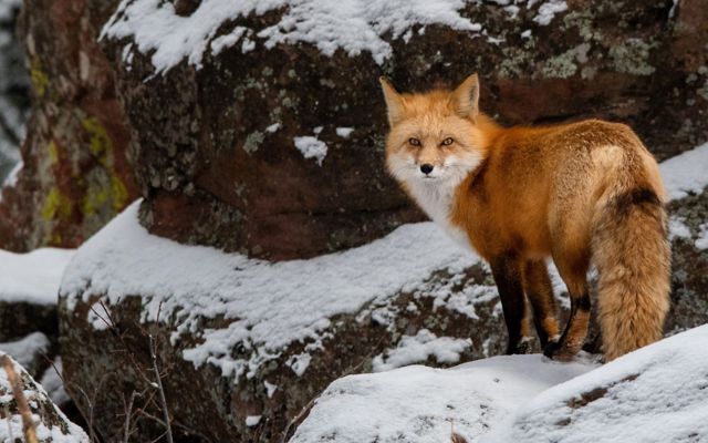 A red fox on a mountain in winter.