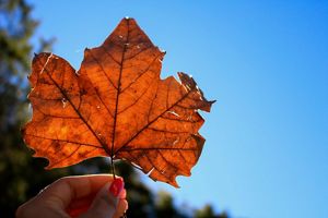  A hand holds an orange-brown leaf up against the blue sky.