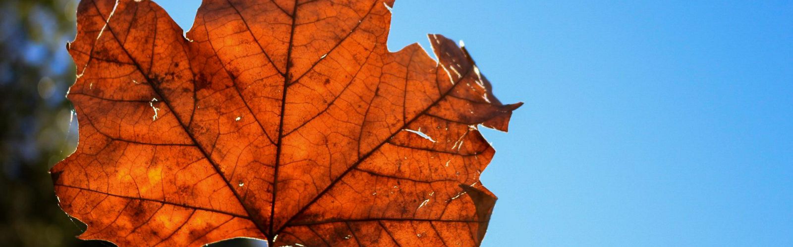 Rustic maple leaf