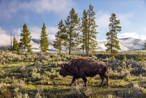 A bison walking in a field.