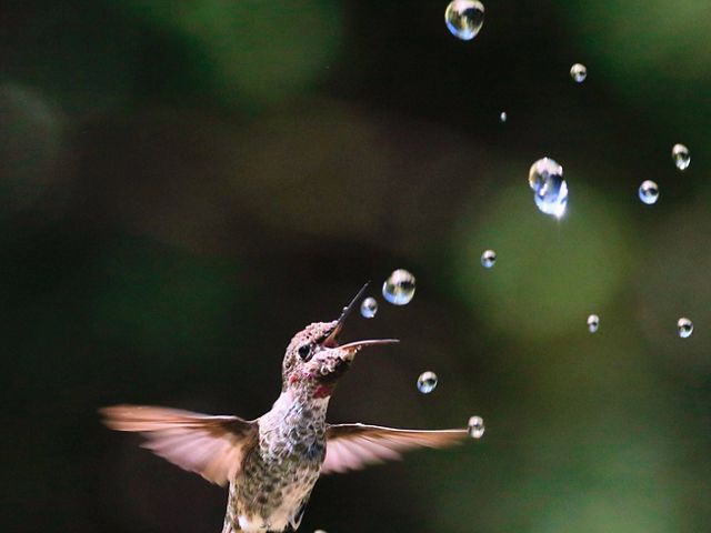 Hummingbird with Water Drops // In hot summer, a hummingbird is drinking water at the fountain in a farm, California on 22,July,2019 .