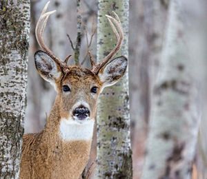 A white-tailed buck.