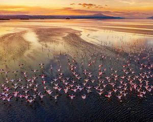 A flamboyance of flamingos flies over a lake in Kenya