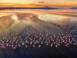 A flamboyance of flamingos flies over a lake in Kenya