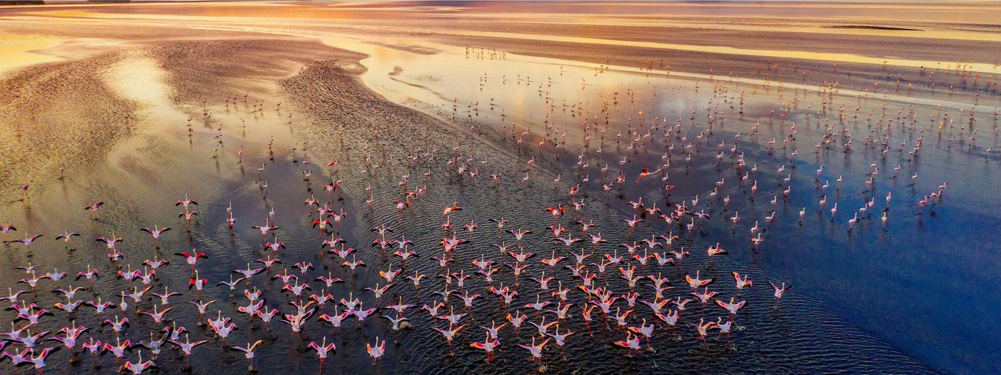 Aerial view of flamingos in a lake in Kenya at sunrise.