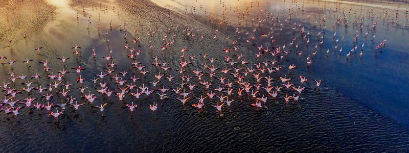 flamingos taking flight