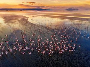 Group of flamingos flying over a lake at sunrise.