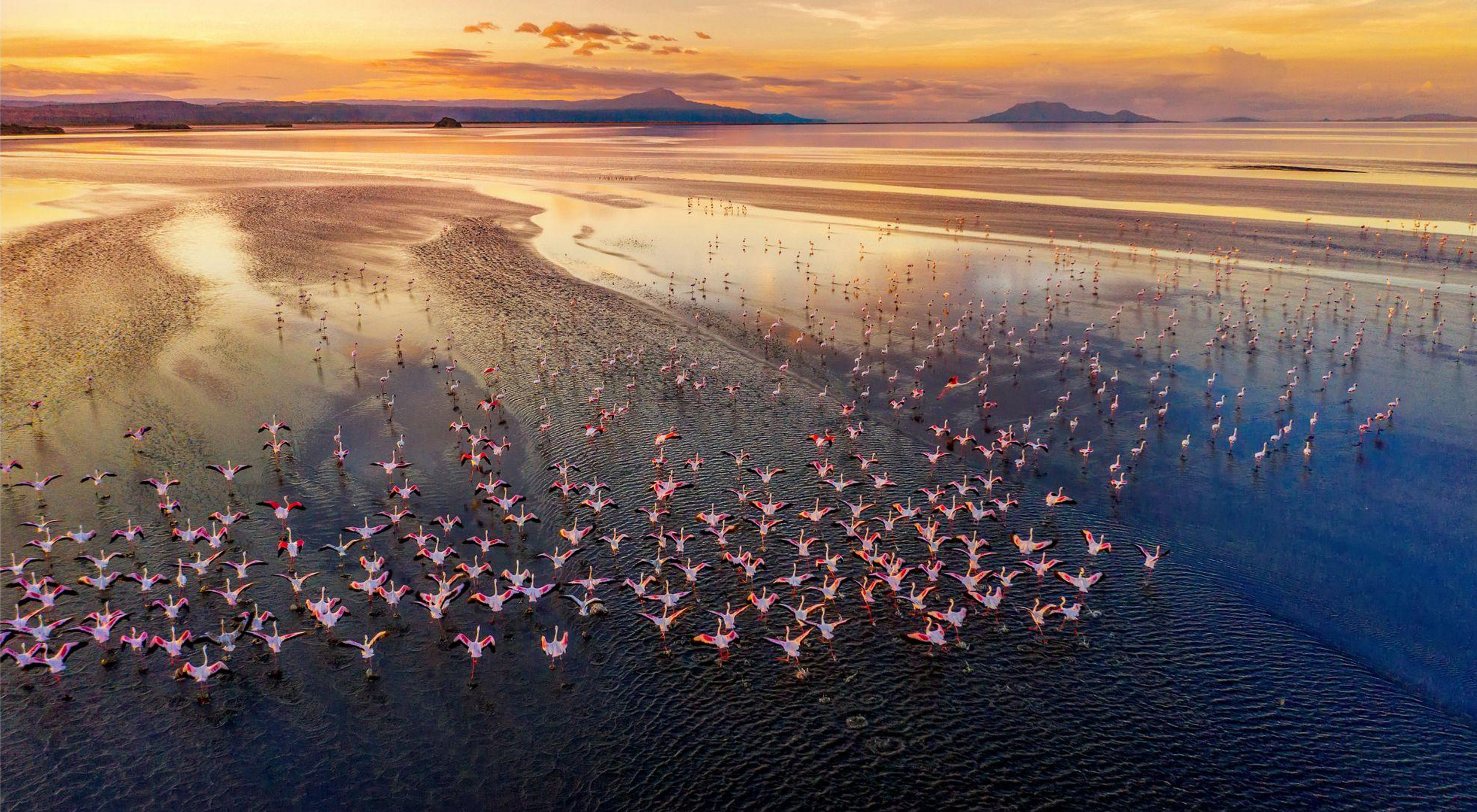 A group of flamingos flies over a lake at sunrise.
