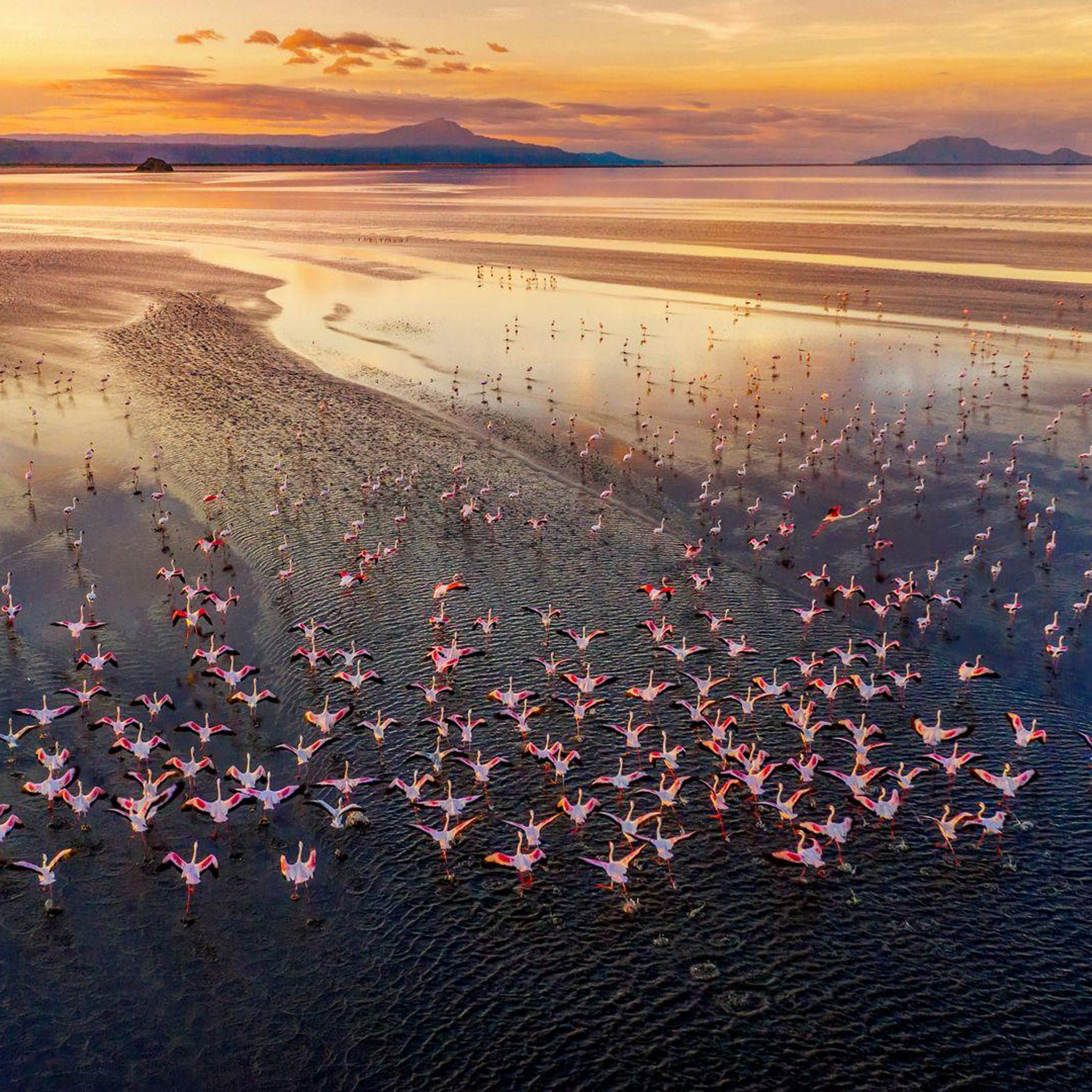 A flock of flamingos on a lake at sunrise.