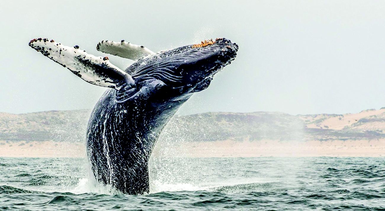 A whale breaching off the California coast.