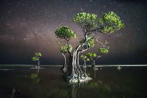 A large, illuminated mangrove tree stands in still water against a night sky.