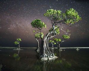 A large, illuminated mangrove tree stands in still water against a night sky.