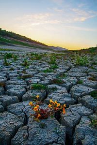 Una planta con flores de color naranja brillante crece en medio de una tierra muy seca y agrietada.