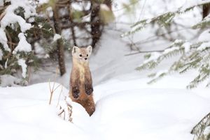 A furry brown animal stands on hind legs to look at a snowy landscape.