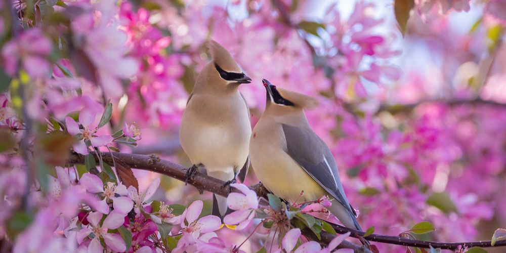 Two cedar waxwing birds stand on a branch in a tree with pink petals.
