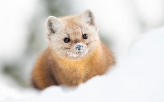 A pine marten peeks out of the snow.