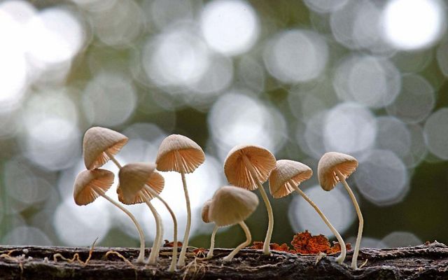fungi