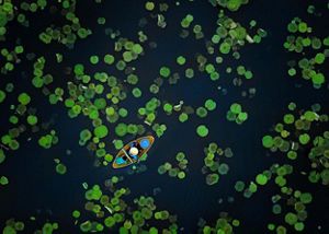 Aerial view of a single boat floating on a lotus pond.