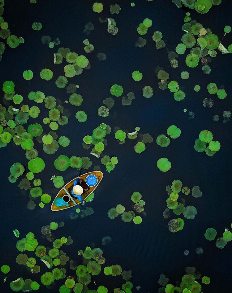 Aerial view of a single boat floating on a lotus pond.