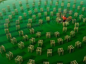 In the morning, a fisherman lowers his fishing nets into the water in search of food and prepares to fish.